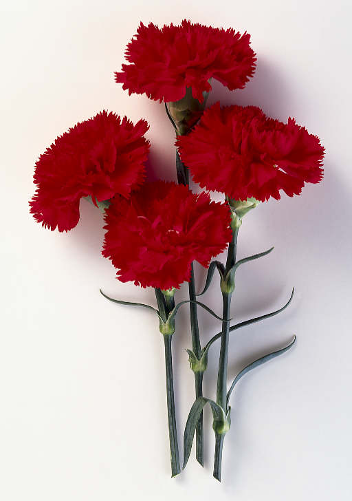 red-carnations